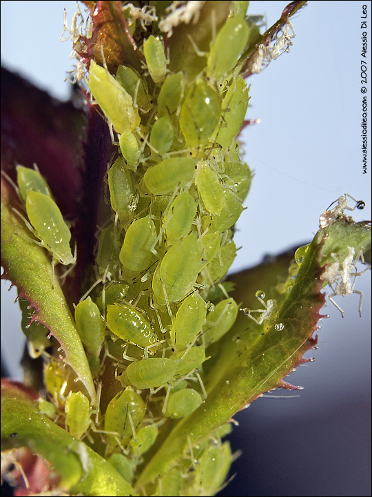 Colonia di afidi