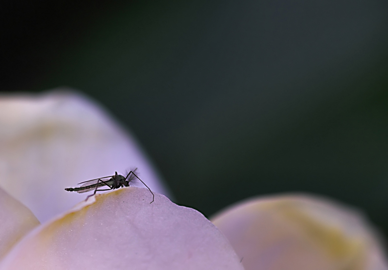 pulire, pulire, sempre e solo pulire