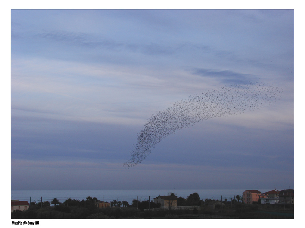 Lo stormo e il mare