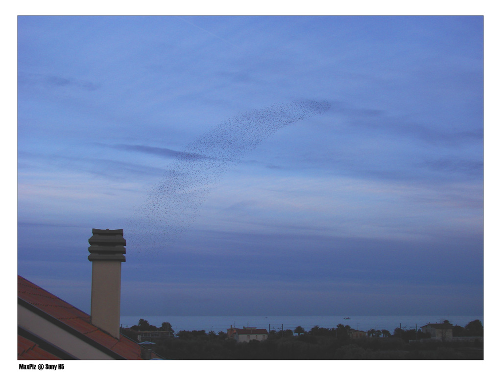 Lo stormo dal camino