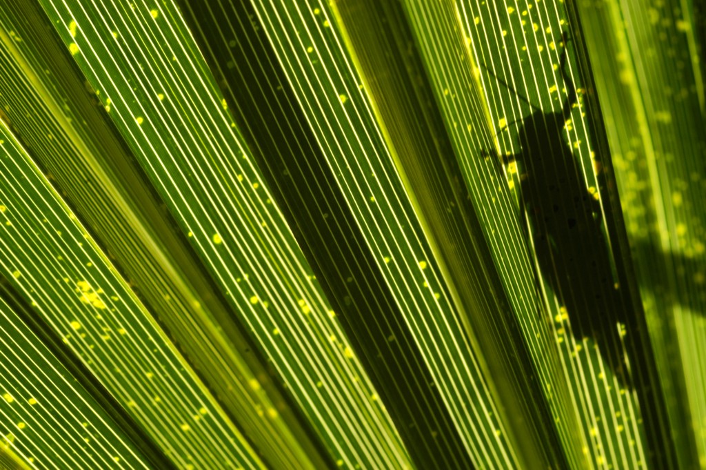 Foglie di palma #3