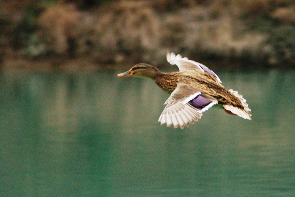 Femmina di Germano Reale in volo