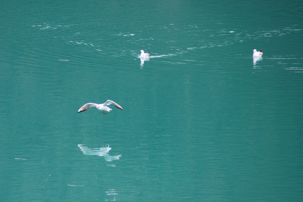 Gabbianelle in volo?