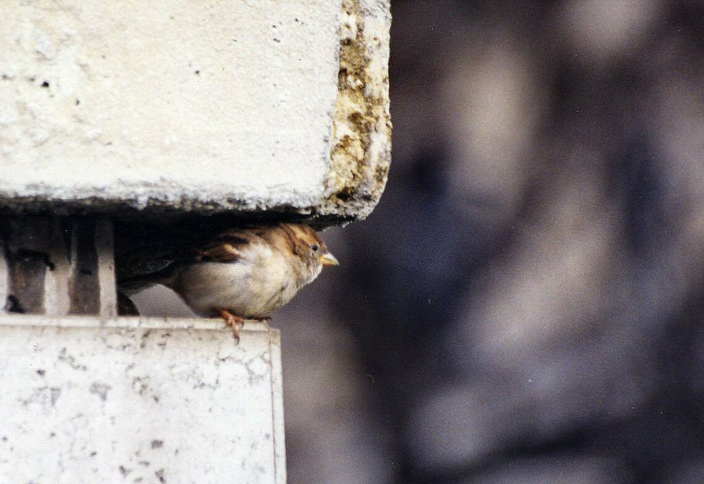 in cerca di riparo...