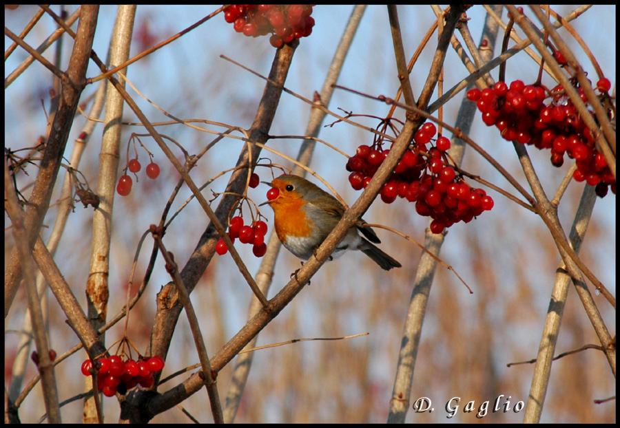 Opera ammessa al Campionato Italiano Fot. Naturalistica 2006