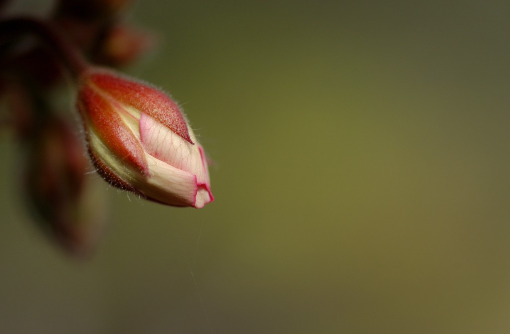 Dimmi quando sboccerai?