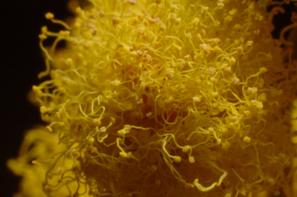 Mimosa Vista da Vicino