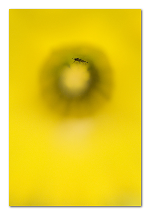 Giallo: l'insetto dov'�?