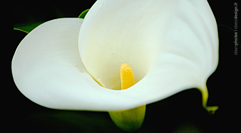 Calla | 02