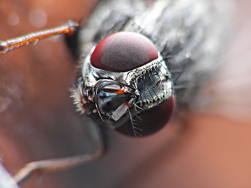 pi� vicino di cos�...