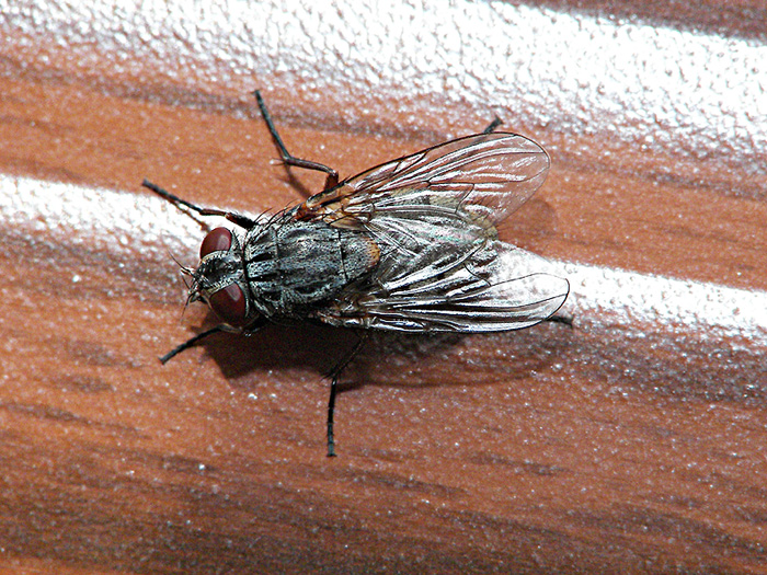 mosca2