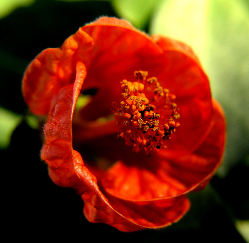 pistilli in giallorosso!