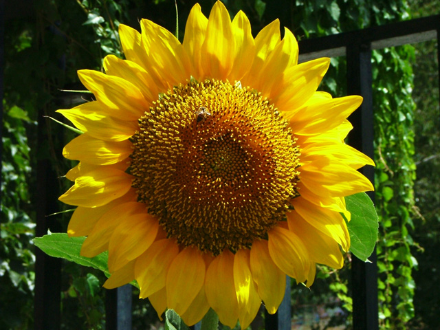 Girasole