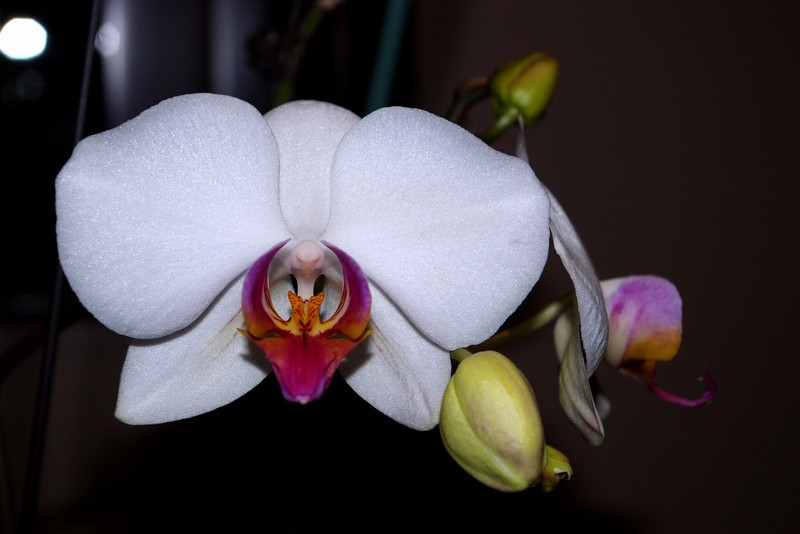 orchidea5