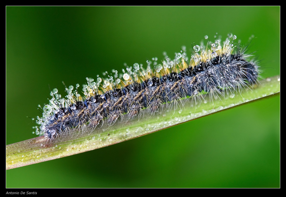 Bruco e rugiada