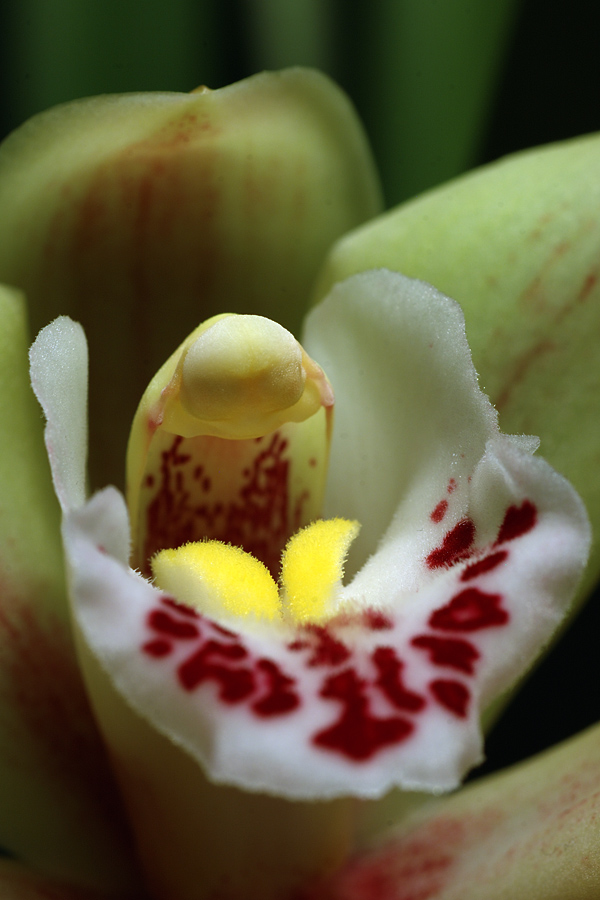 Cymbidium