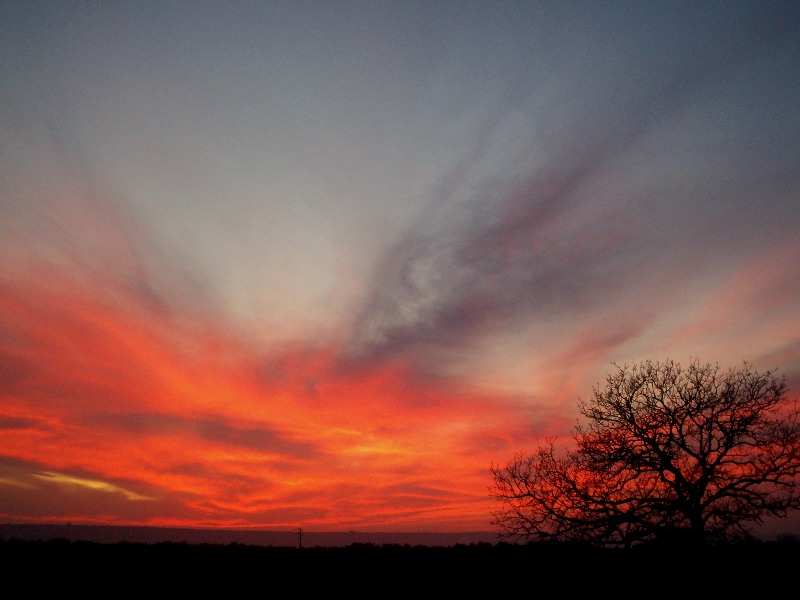 L'arbre de la passion....