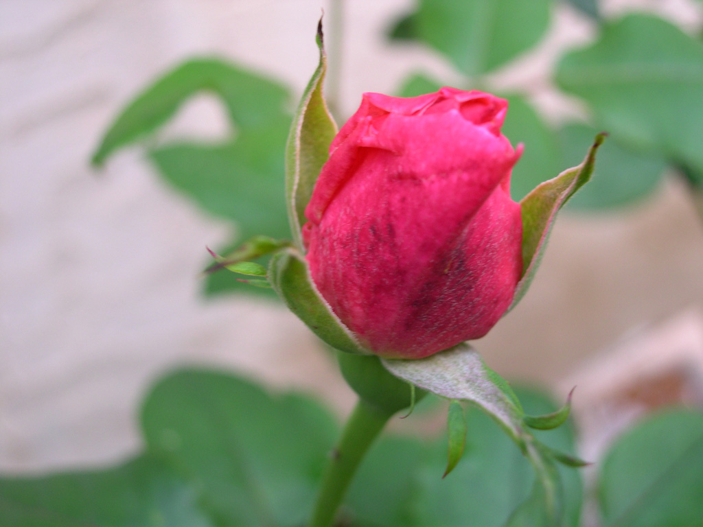 fiore
