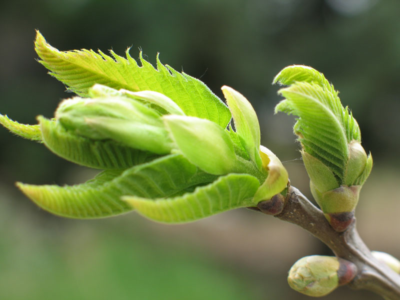 Boccioli di castagno
