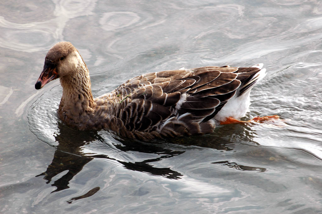 Quattro colpi di pinna