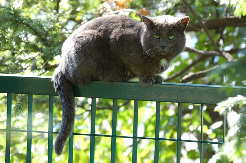 Occhi verdi nel verde