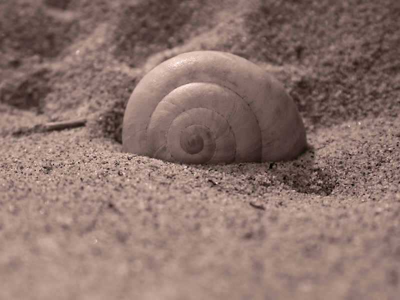 un soggetto emergente