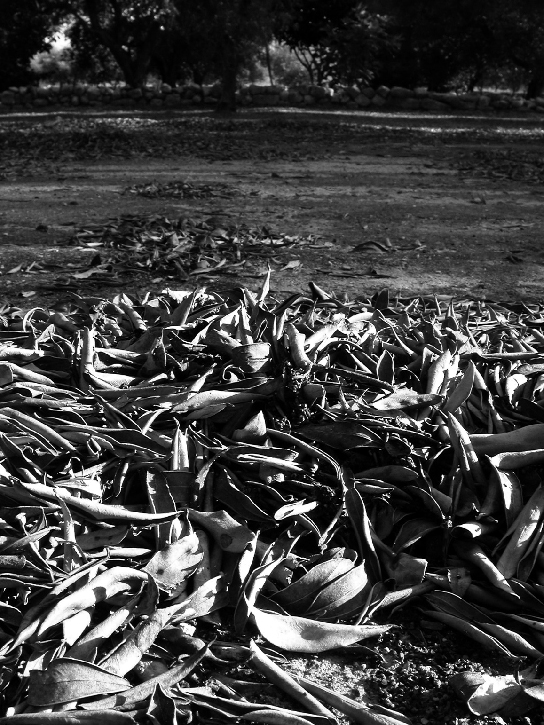 Img2006_08_17-17-43-56