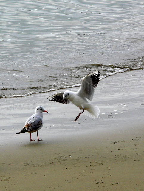 Anzio. Gabbiani sulla spiaggia.