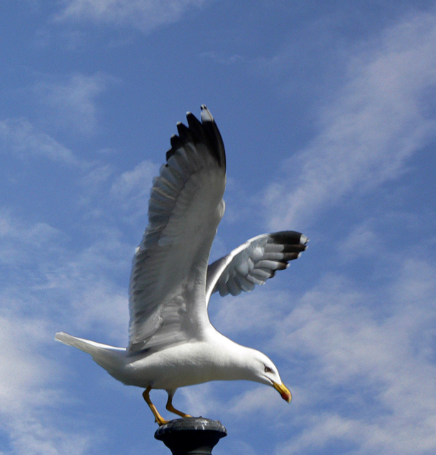 Porto di Anzio. Gabbiano sta per prendere il volo...