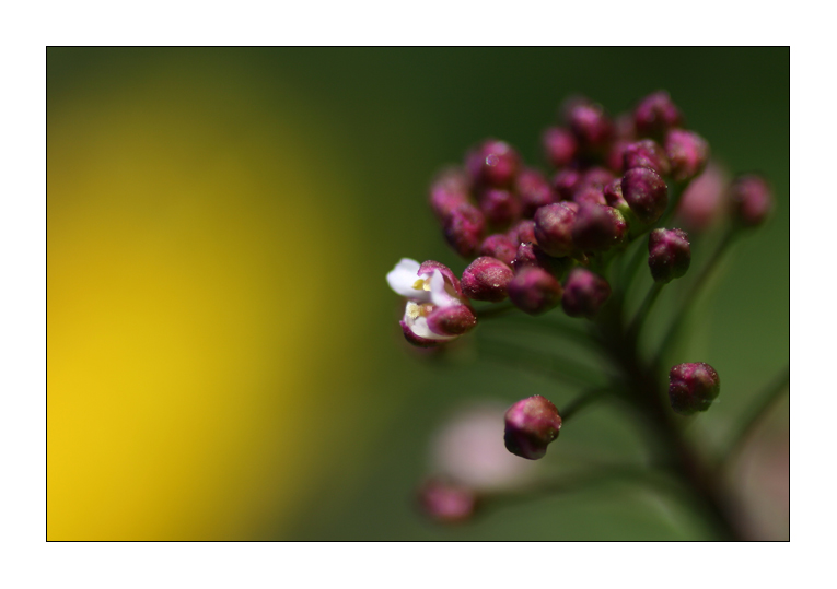 Uno su mille ce la fa!