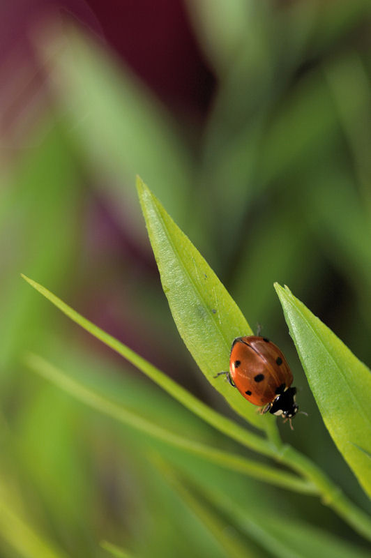 corri, corri che da qualche parte arrivi!