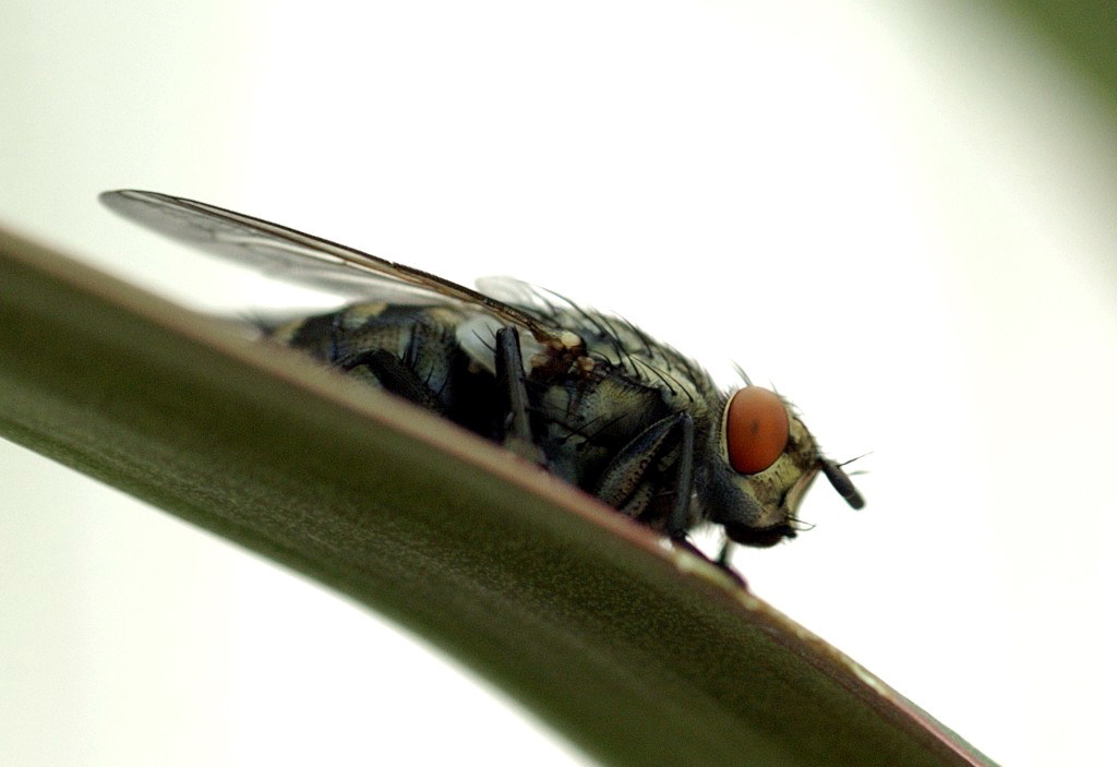 The Fly