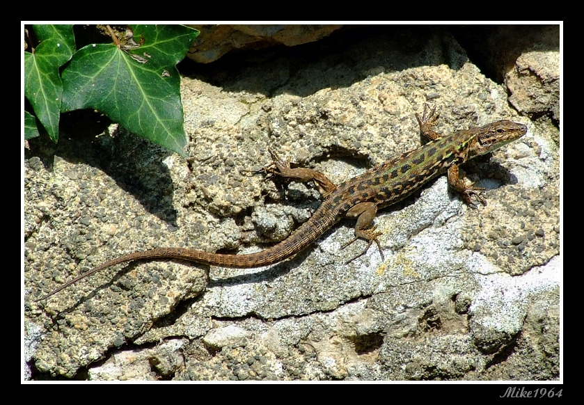 lucertola (ancora)