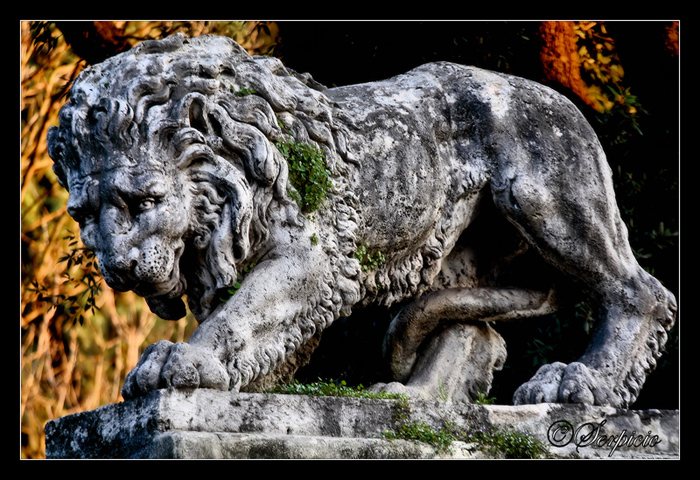 .. il re della giungla