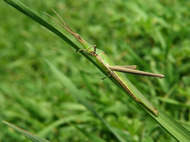 ...verde su verde...