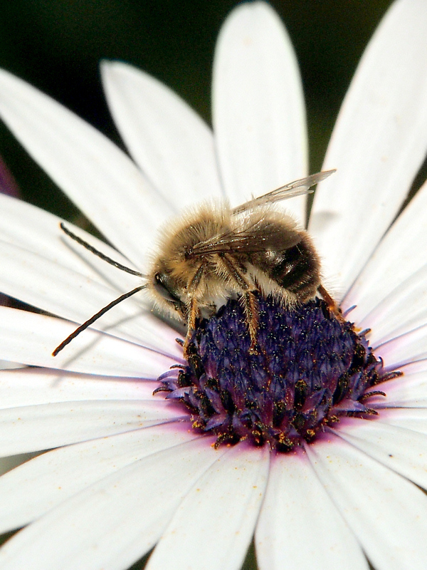ape dalle lunghe antenne