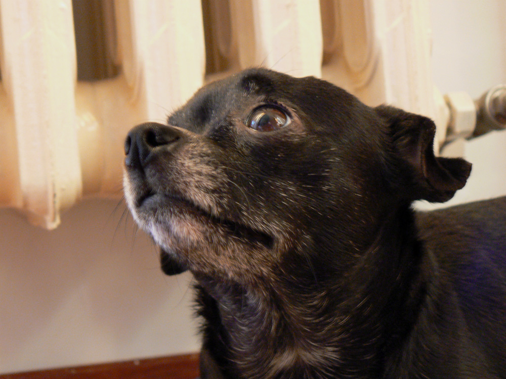 cos'ho combinato stavolta??