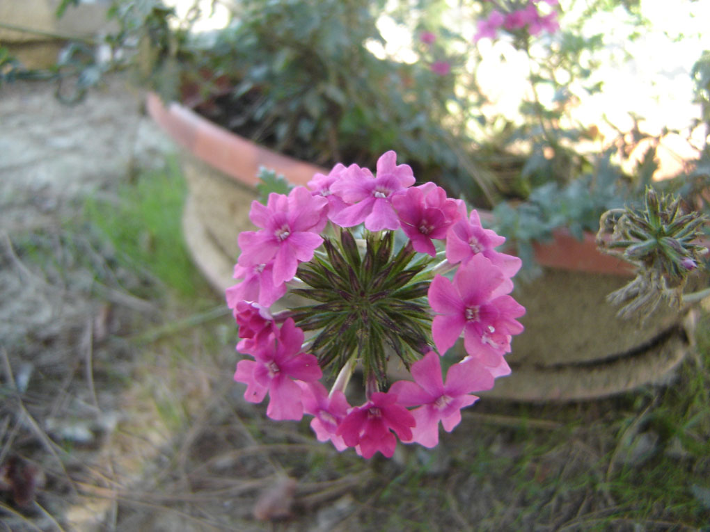 il fiore che fa la ruota