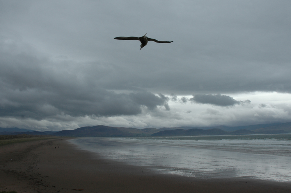 Gabbiano.......per caso!!!!