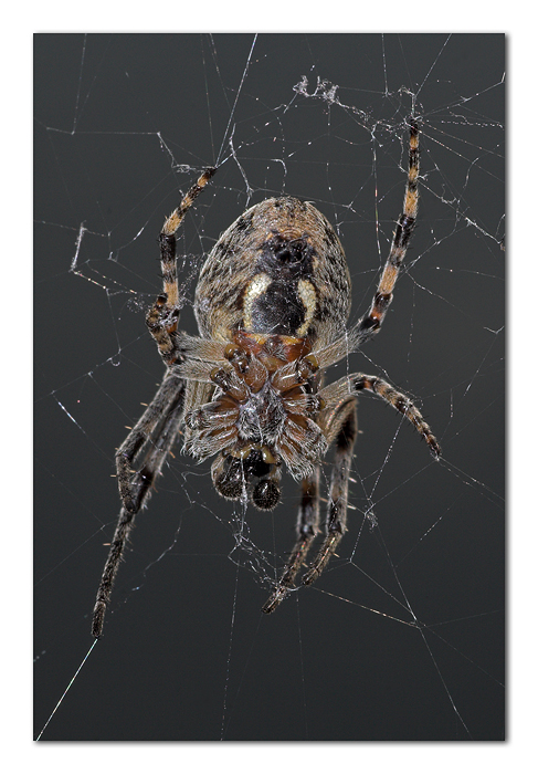 Un simpatico ragnetto