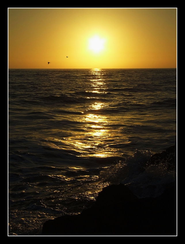 anzio's sunset cacofonic birds