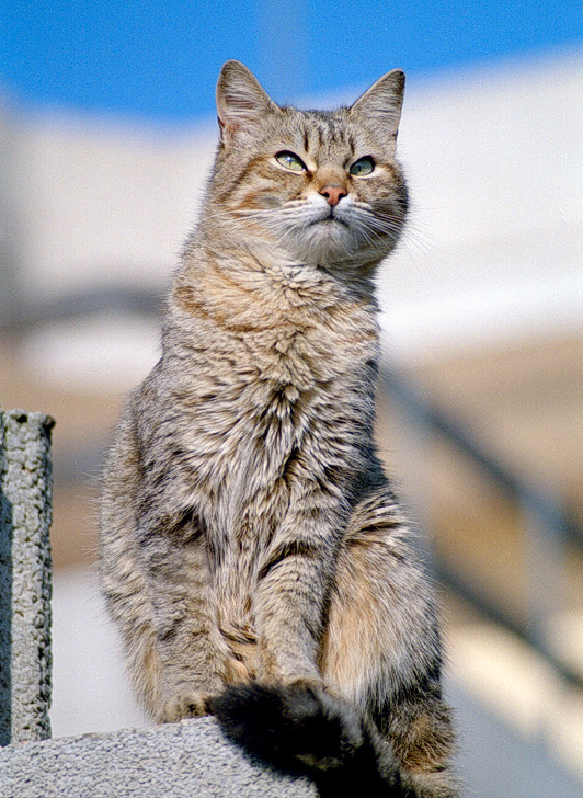 Gatto sul muretto