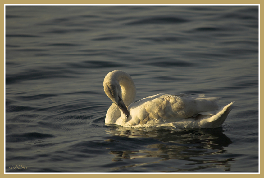 'na grattatina qui e poi...