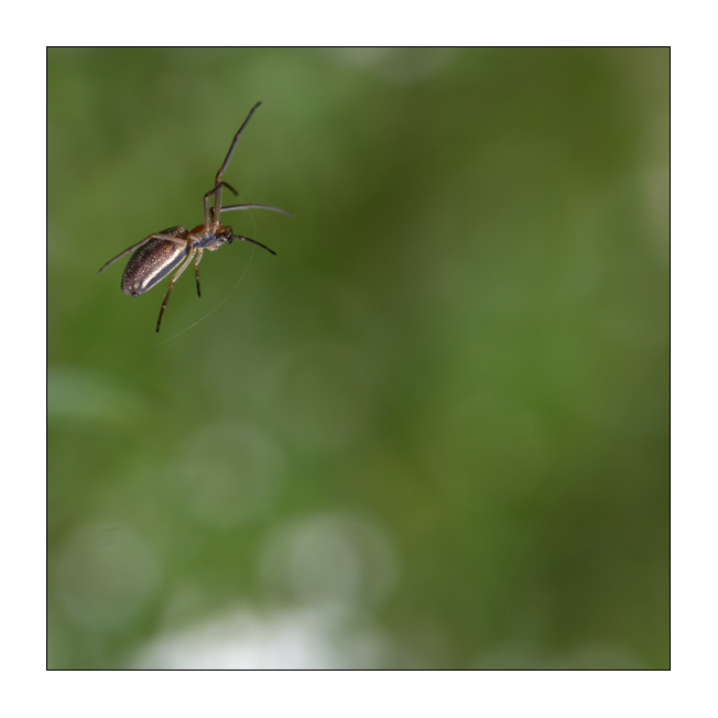 Un salto nel verde...