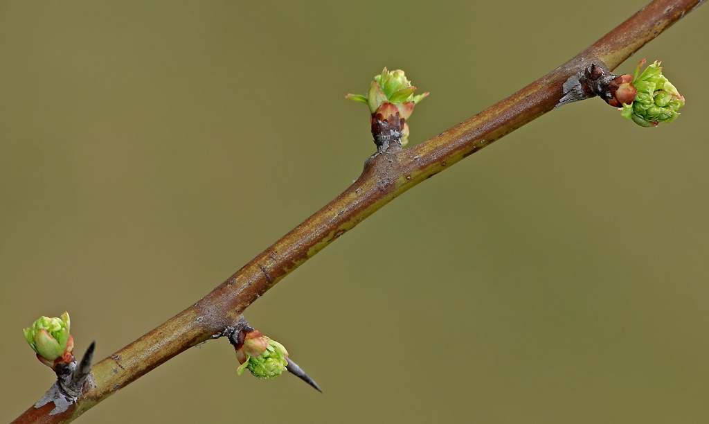 ...collegati in serie....