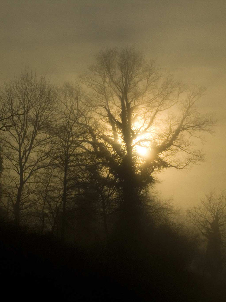 alberi nella foschia 2