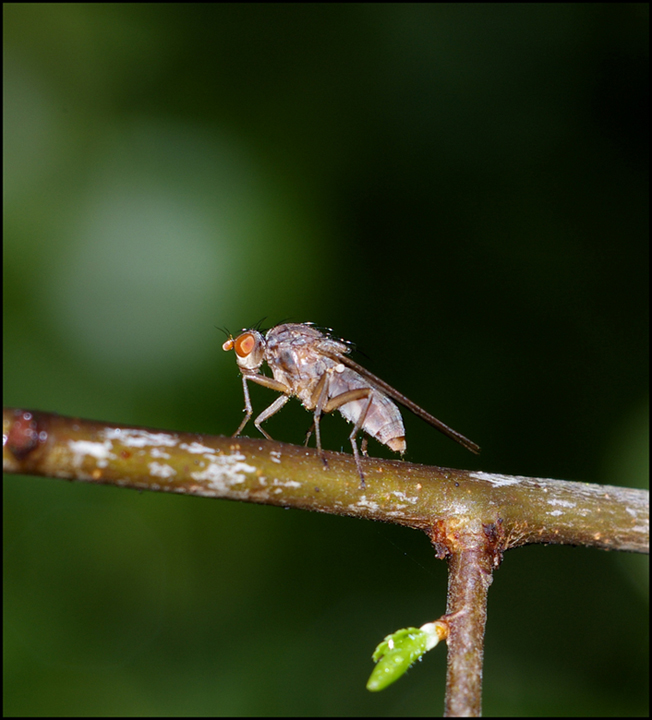 Nel bosco, di mattina