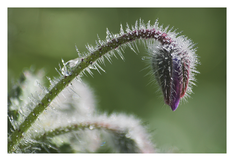la primavera fa capolino...
