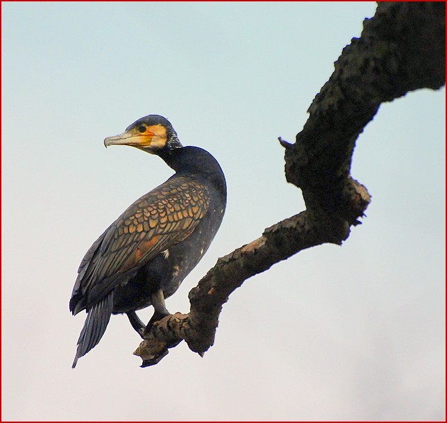 Il cormorano equilibrista