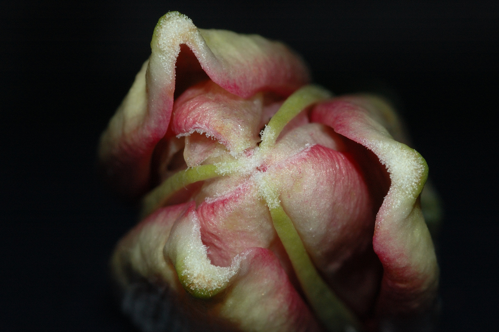 Giglio Ancora Chiuso